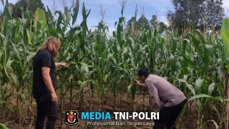 Polsek Talangpadang Tinjau Lahan Jagung Program 1 Juta Hektare, Panen Dijadwalkan Mei 2025