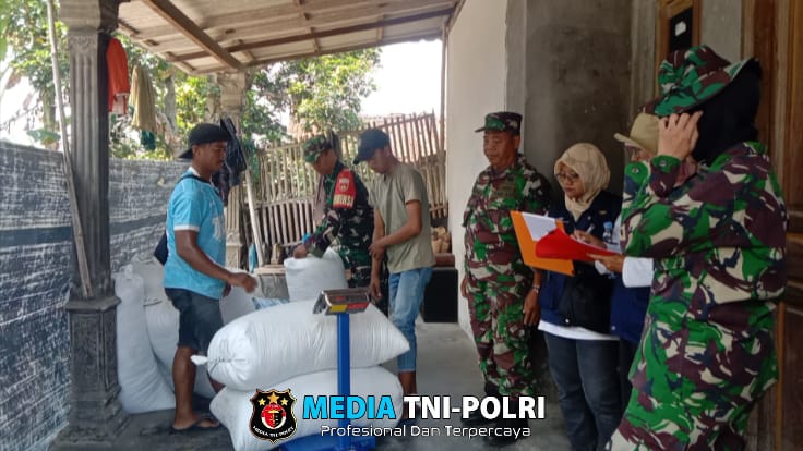 Koramil Teras Dampingi Bulog Serap Gabah Petani Desa Nepen