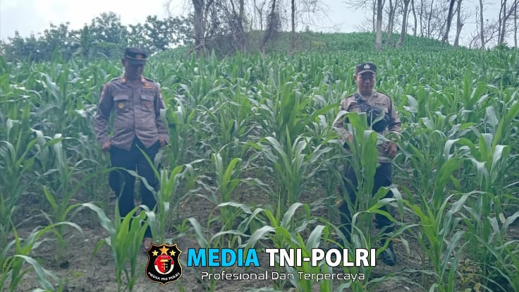 Tanam Jagung Lagi, Polres Nganjuk Wujudkan Ketahanan Pangan Berkelanjutan