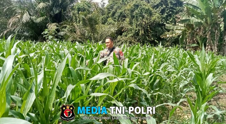 Bintara Penggerak Ketahanan Pangan bersama PPL Desa Babant Cek Progres Tumbuh Kembang Tanaman Jagung