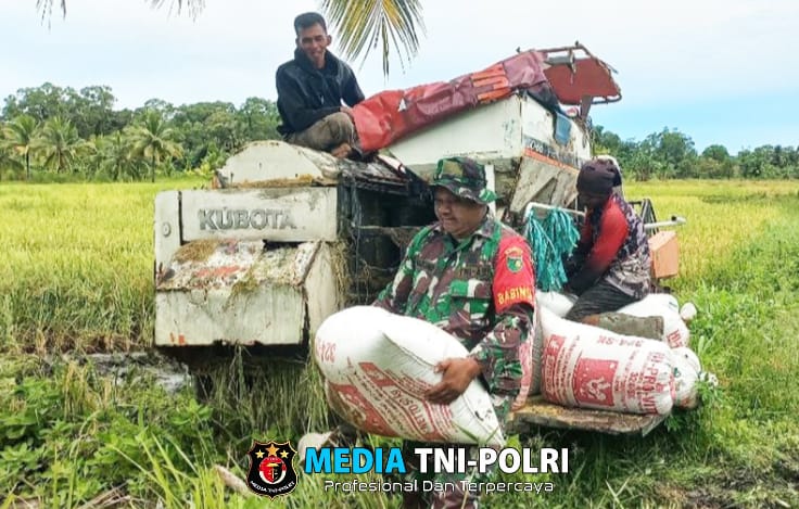 Babinsa Kampung Onggaya Bantu Petani Merauke Memanen Padi