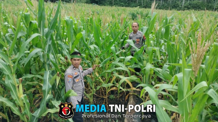 Ketua Bidang Wilayah Meranti dan Bintara Penggerak Cek Perkembangan Tanaman Jagung