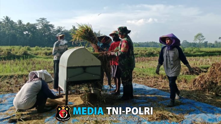 Motivasi Babinsa Gelorakan Semangat Petani Serap Gabah Bersama Bulog di Kebonduren
