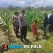 Polsek Air Besar Dampingi Pamatwil Ketahanan Pangan Tinjau Lokasi Siap Panen