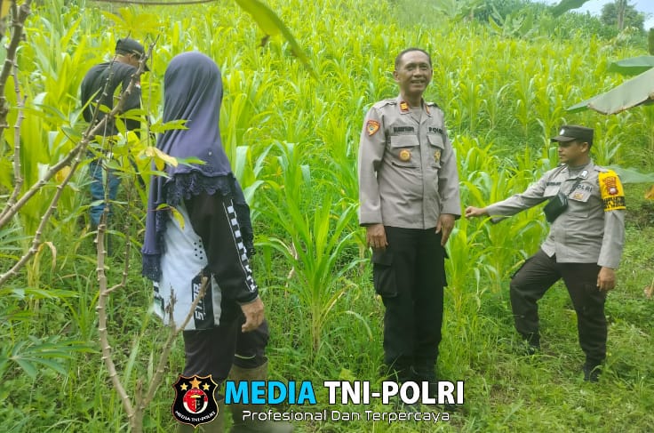 Pamatwil Kecamatan Air Besar Monitoring Tanaman Jagung Kelompok Tani Mandiri Serimbu
