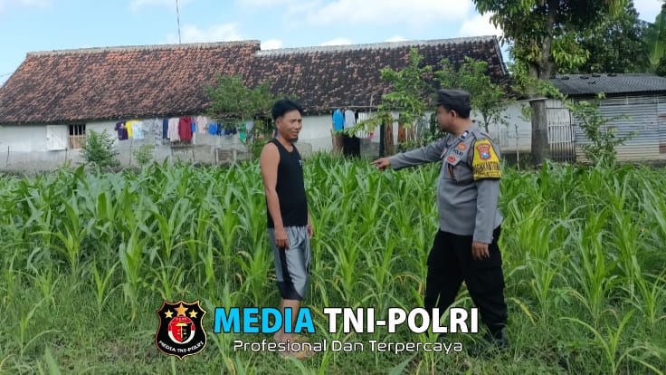 Bhabinkamtibmas Mancon Monitoring Lahan Jagung Warga Binaan