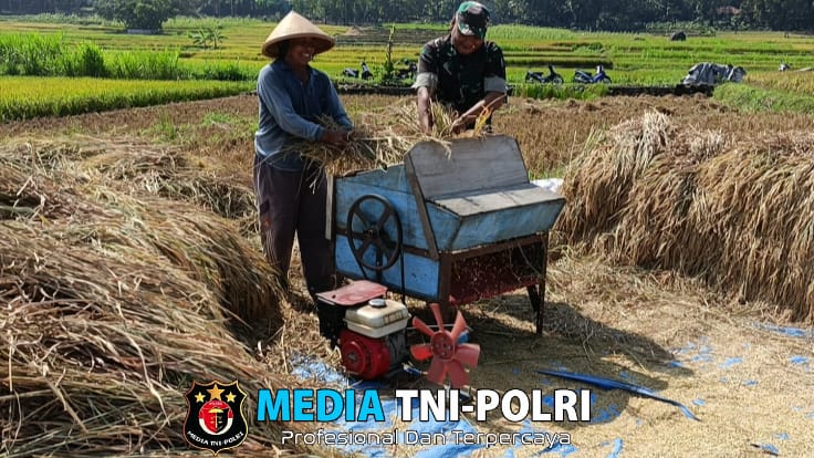 Peran Aktif Babinsa Wonosegoro Dampingi Petani