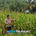 Dukung Ketahanan Pangan, Polsek Sebangki Cek Lahan Jagung di Desa Sebangki