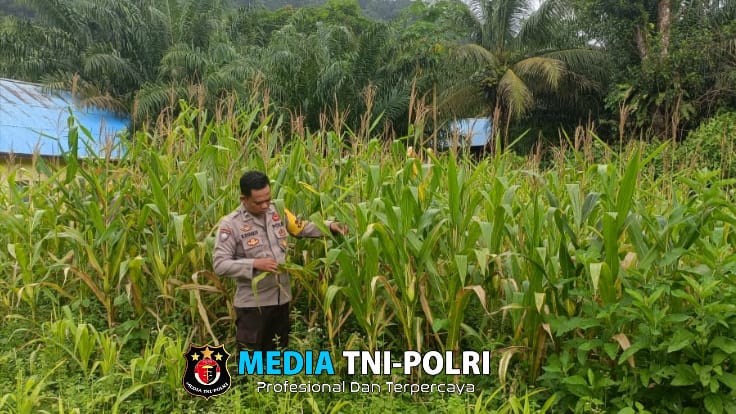 Dukung Ketahanan Pangan, Polsek Sebangki Cek Lahan Jagung di Desa Sebangki