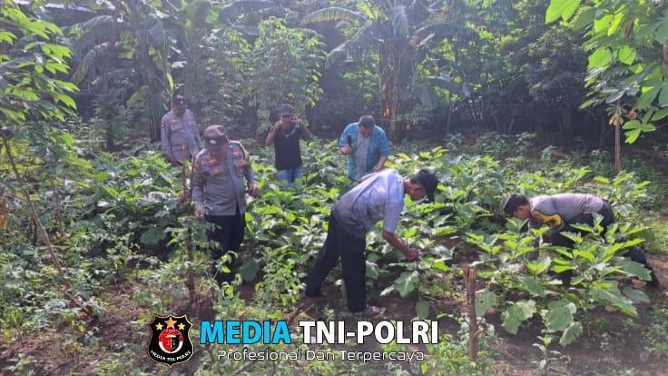 Panen Terong di Polsek Wilangan, Warga Sekitar Kebagian