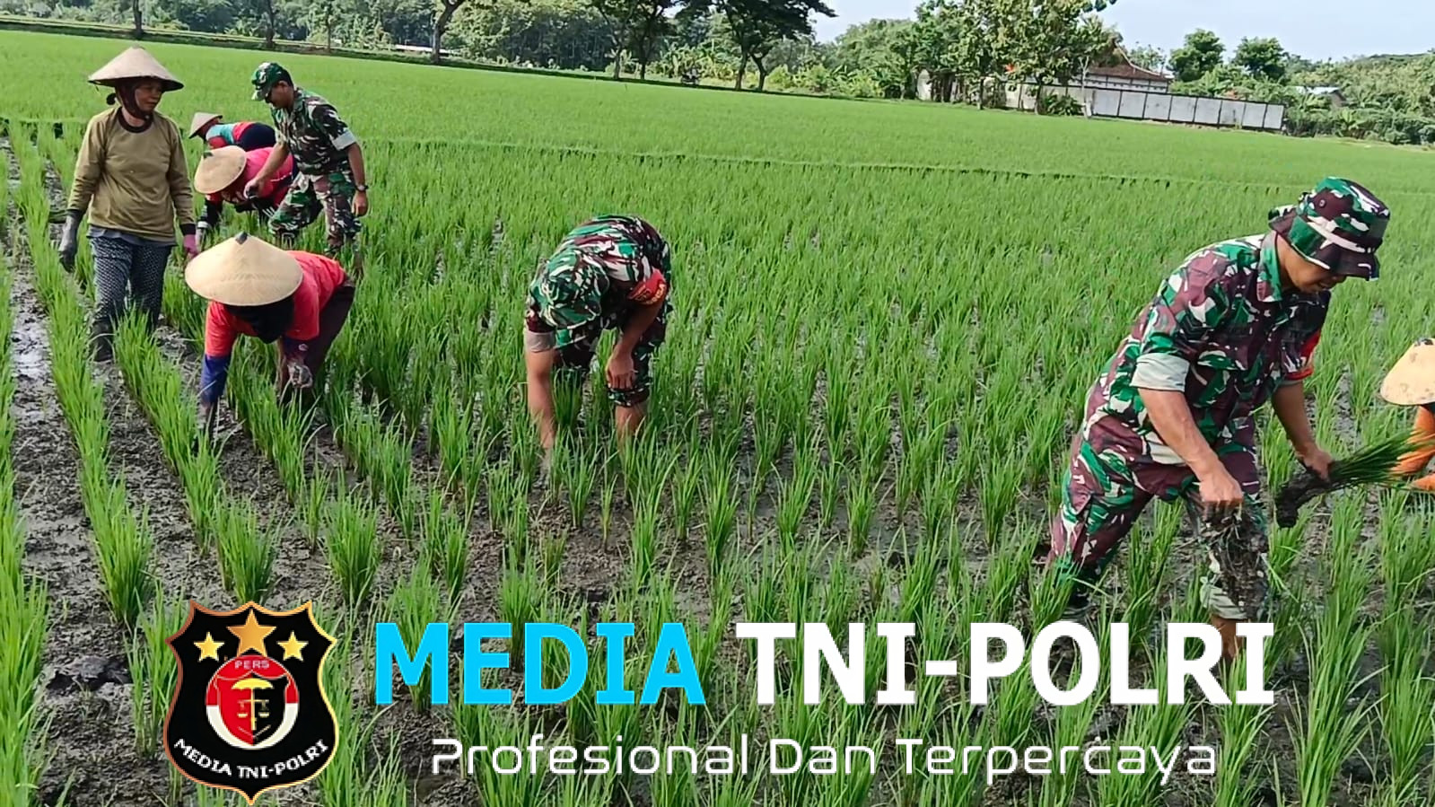 Babinsa dan Poktan Bersinergi, Siangi Gulma Demi Panen Raya