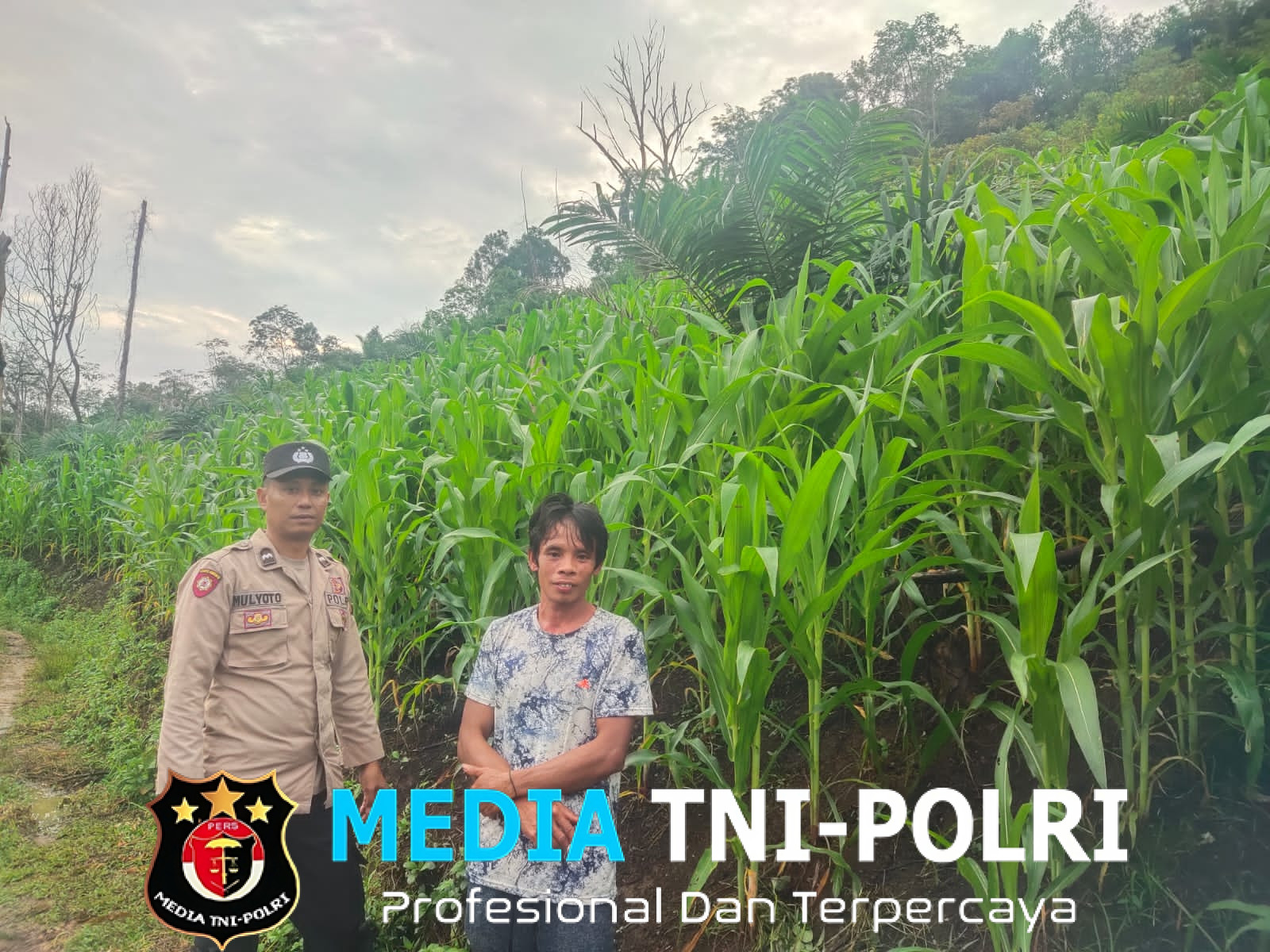 Bintara pengerak Cek Progres Tanamanan Jagung Kelompok Tani Desa Mamek