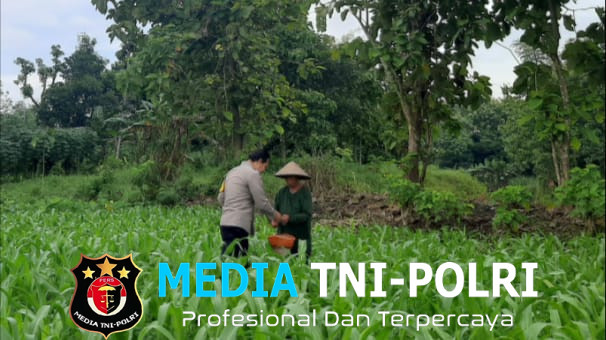 Dukung Ketahanan Pangan, Bhabinkamtibmas Polsek Lengkong Pantau Tanaman Jagung di Pekarangan Warga