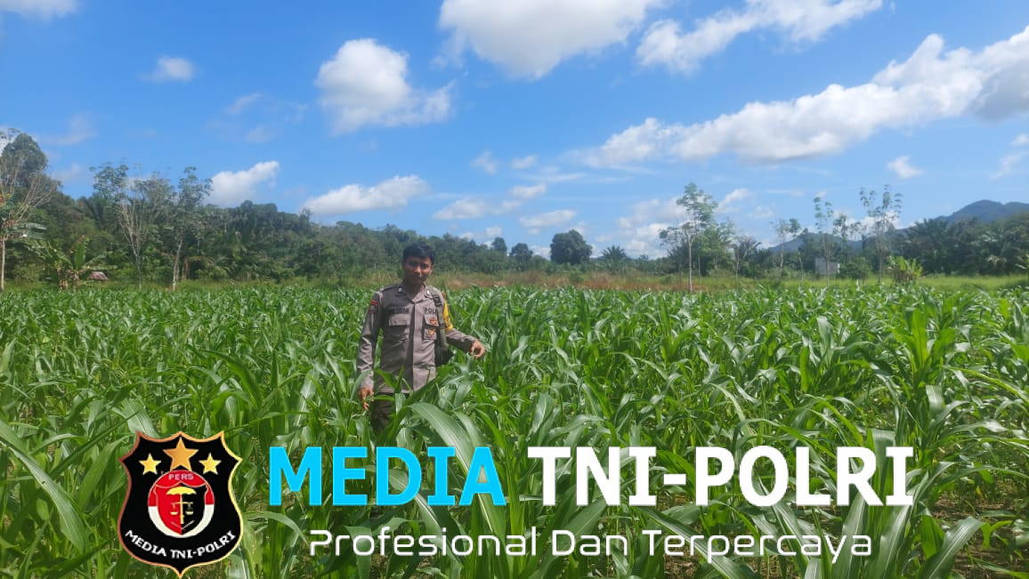 Bintara Penggerak Desa Pauh Cek Progres Penanaman Jagung