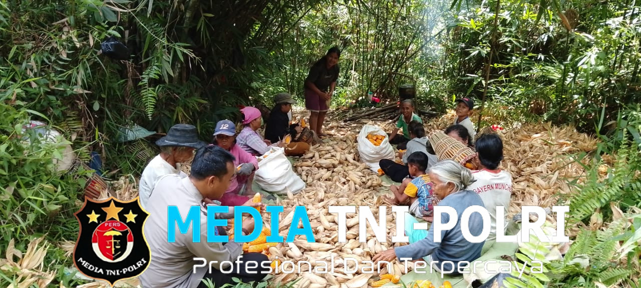 Bintara Penggerak Ketahanan Pangan Menghadiri Panen Perdana Jagung di Desa Bilayuk