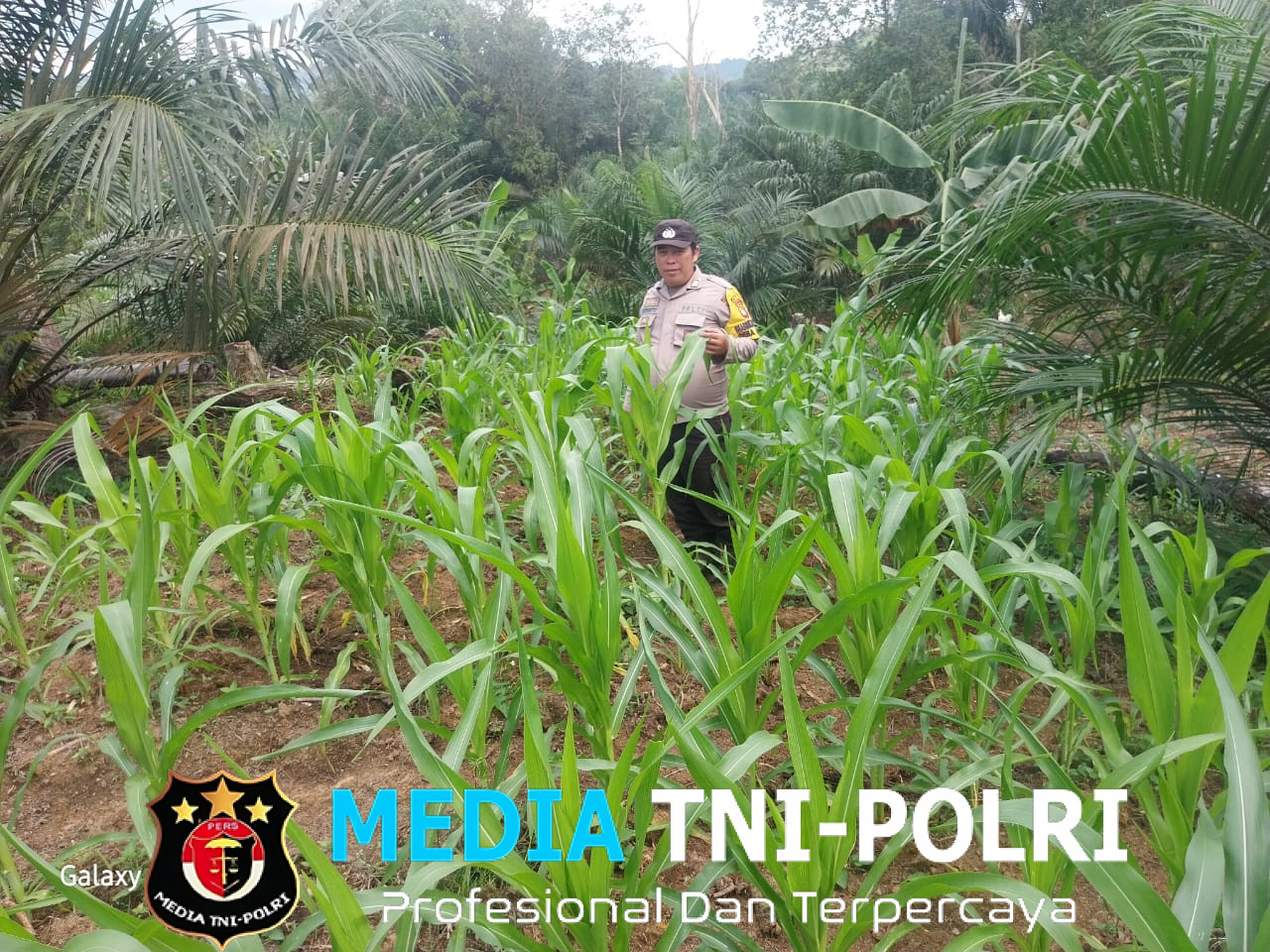 Bripka Heryanto Bersama Poktan Lelamok Raya Tinjau Pertumbuhan Jagung di Sebangki