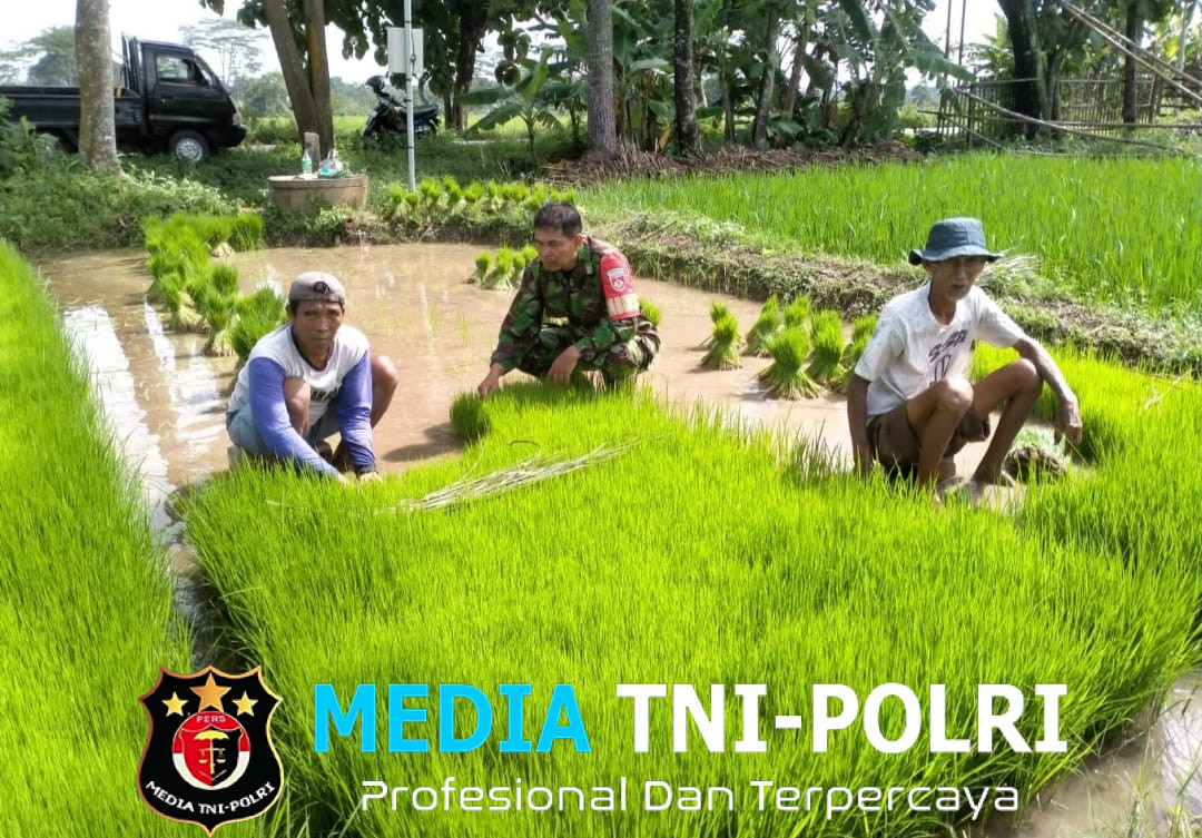 Babinsa Teras Aktif Membantu Poktan Ngudi Luhur Dalam Ketahanan Pangan