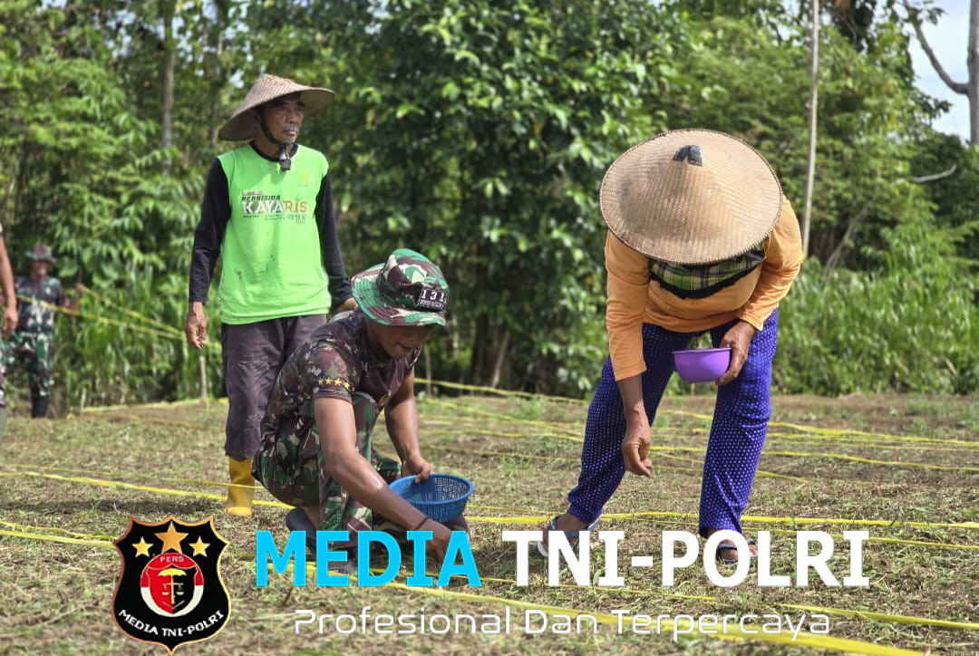 Dukung Program Ketahanan Pangan Pemerintah , Satgas Yonif 131/Brajasakti dan Warga Papua Tanam Jagung di Lahan Kosong