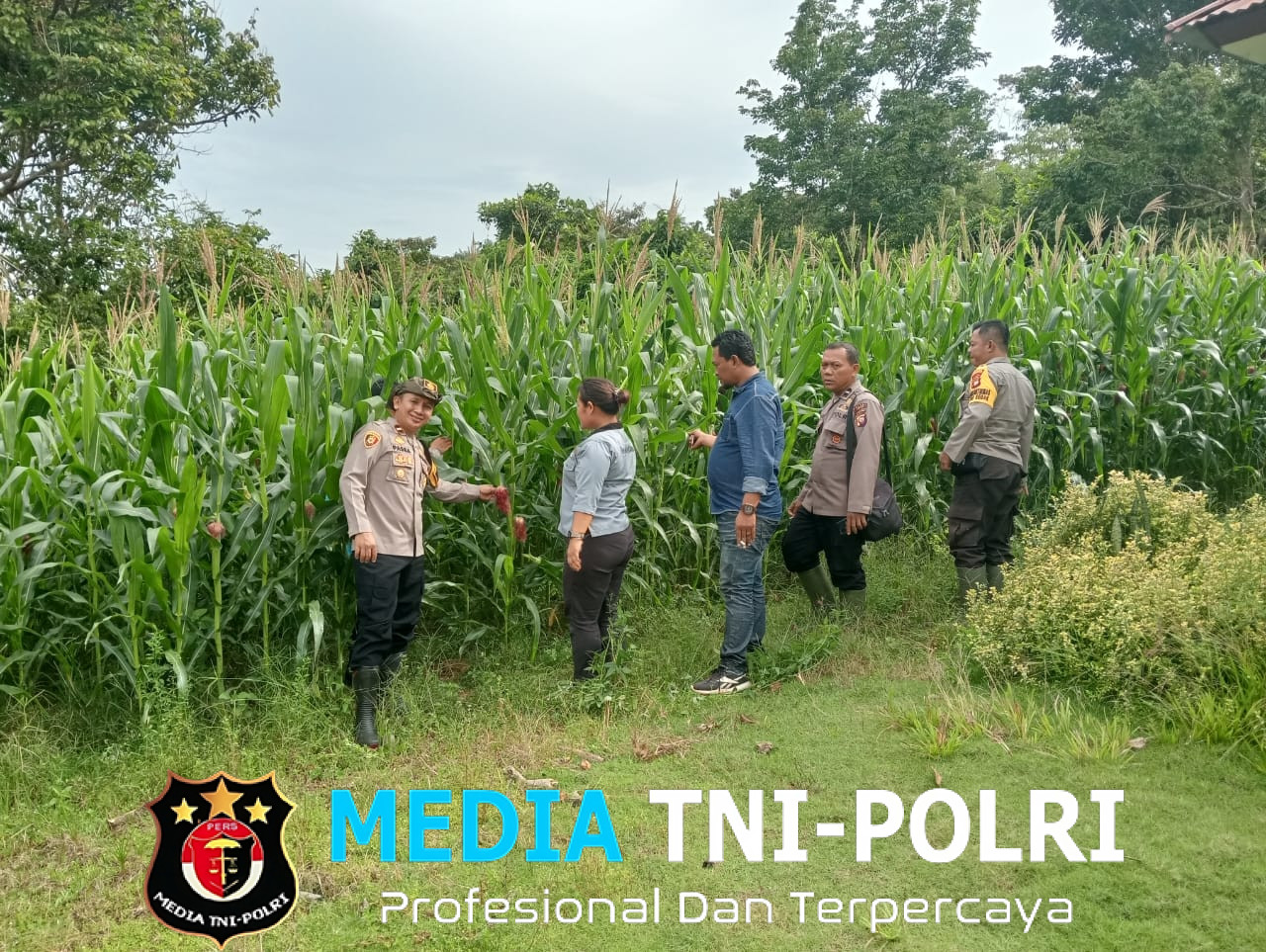 Kapolsek Sebangki dan BPP Tinjau Progres Tanaman Jagung di Desa Agak