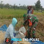 Babinsa Karangbendo Bantu Petani Panen Padi, Dampingi Penyerapan Gabah di Kecamatan Ponggok