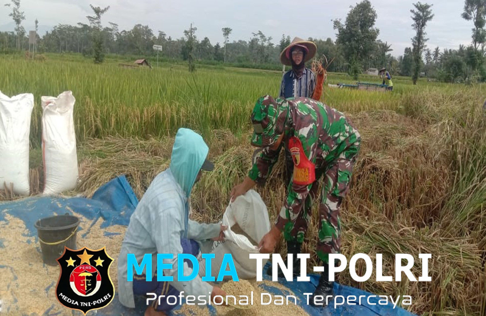 Babinsa Karangbendo Bantu Petani Panen Padi, Dampingi Penyerapan Gabah di Kecamatan Ponggok