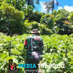 Babinsa Koramil 1705-01/Nabire Bantu Panen Terong Ungu Babinsa Dampingi Petani