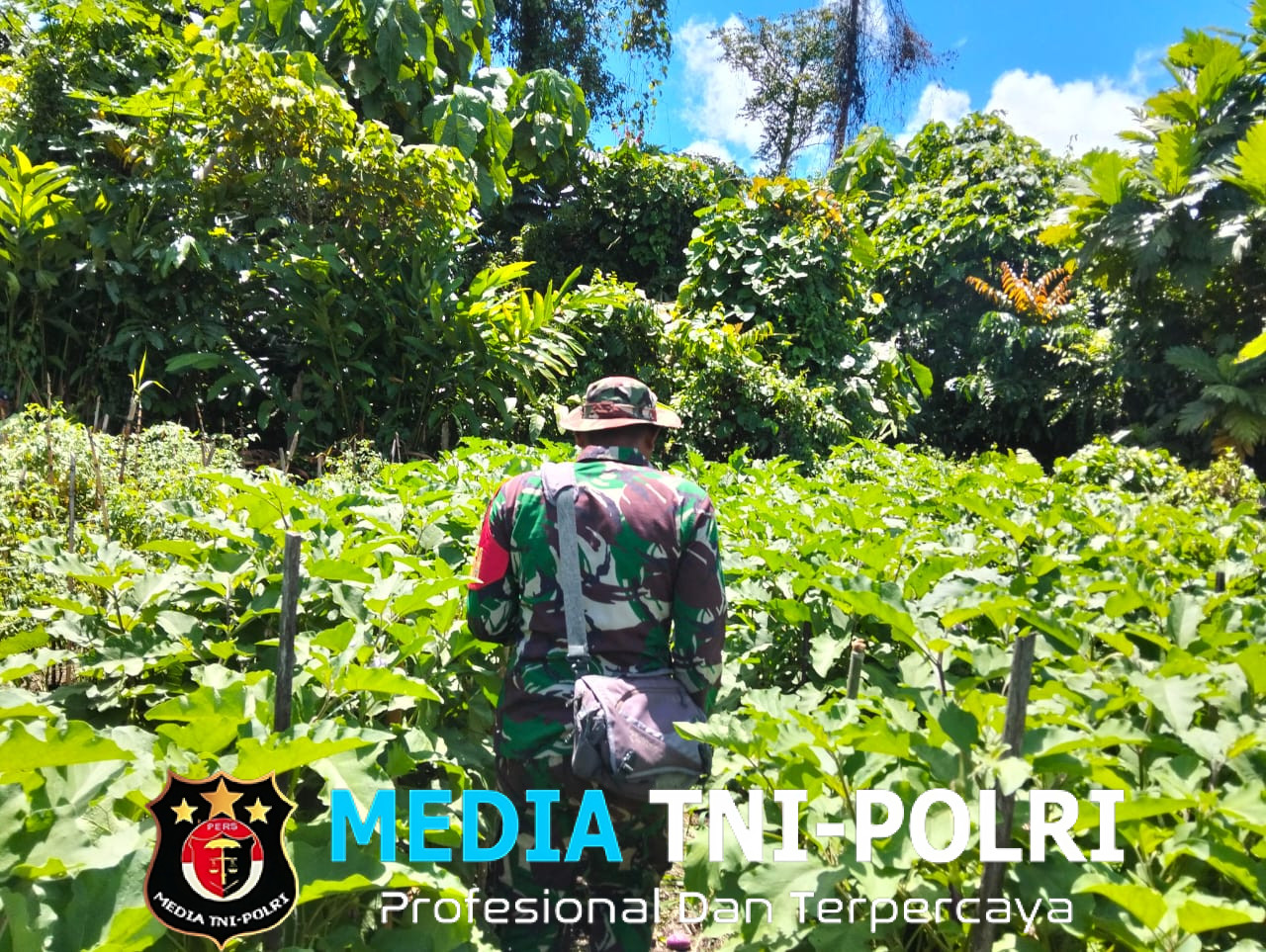 Babinsa Koramil 1705-01/Nabire Bantu Panen Terong Ungu Babinsa Dampingi Petani