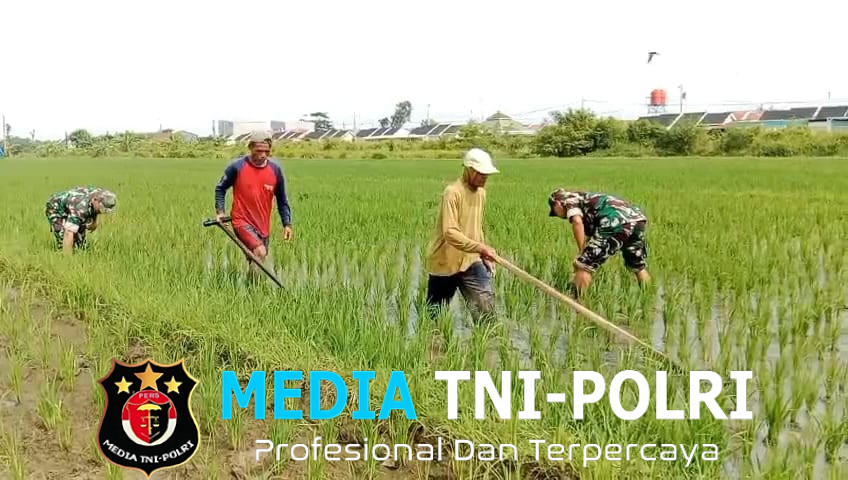 Babinsa Bersihkan Gulma di Sawah Wujud Tindakan Nyata untuk Ketahanan Pangan