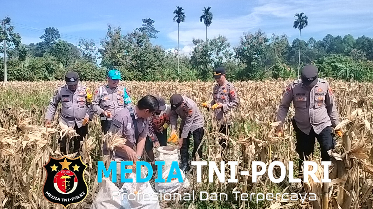 Polres Tanggamus Kembali Gelar Panen Jagung di Lahan Warga Pulau Panggung