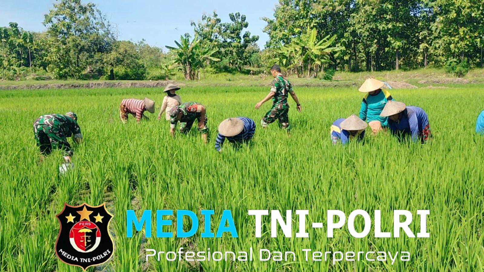 Babinsa Bantu Kelompok Tani Cabut Rumput Gulma Tanaman Padi