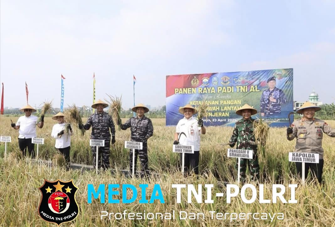 Dukung Program Pemerintah Dalam Meningkatkan Ketahanan Pangan, TNI AL Panen Raya Padi di Surabaya