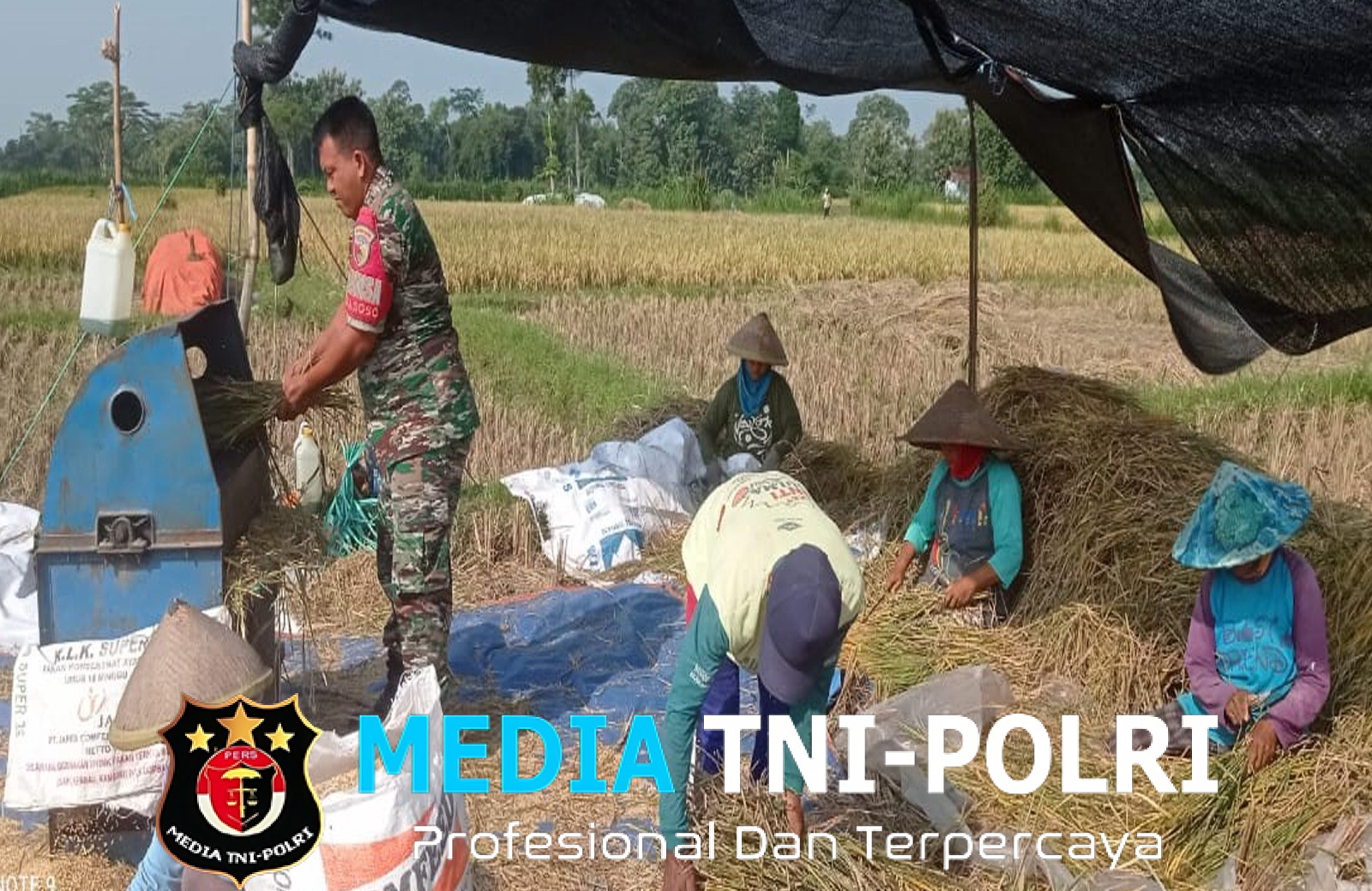 Masa Panen Raya Babinsa Aktif Dampingi Petani Panen Padi di Desa Soso