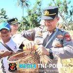 Dipimpin Kabag SDM, Polres Tanggamus Panen 10 Ton Jagung di Pulau Panggung, Tingkatkan Ketahanan Pangan