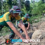 Satgas Pamtas Yonarmed 11 Kostrad Laksanakan Pemeliharaan dan Panen Kebun Pos Salang