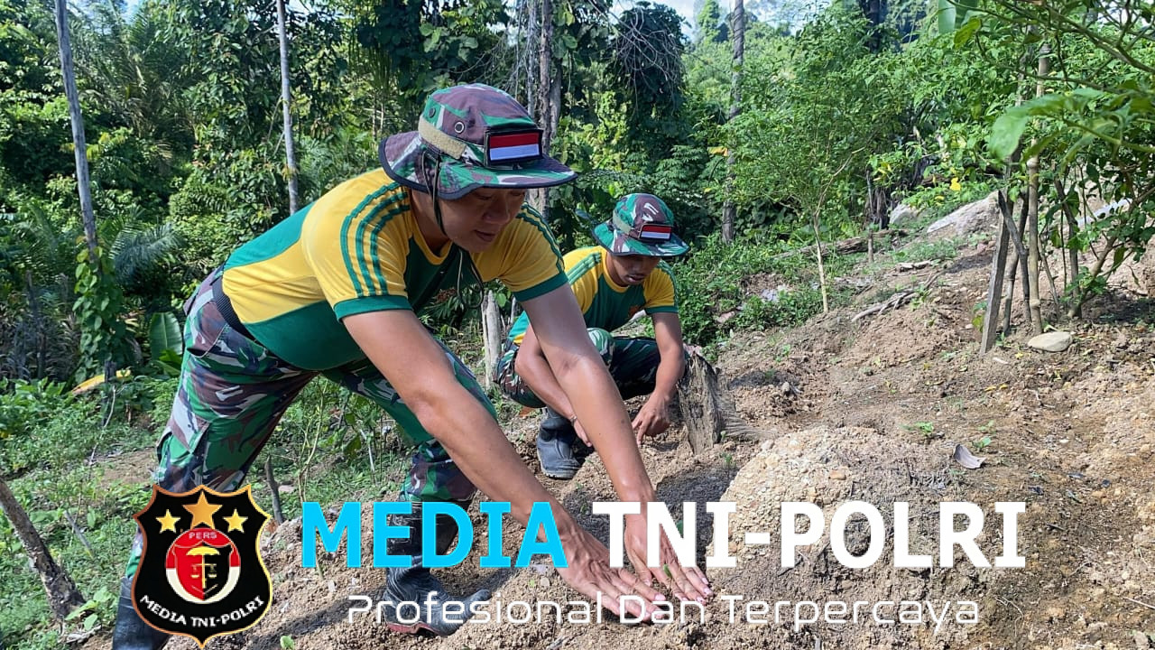 Satgas Pamtas Yonarmed 11 Kostrad Laksanakan Pemeliharaan dan Panen Kebun Pos Salang