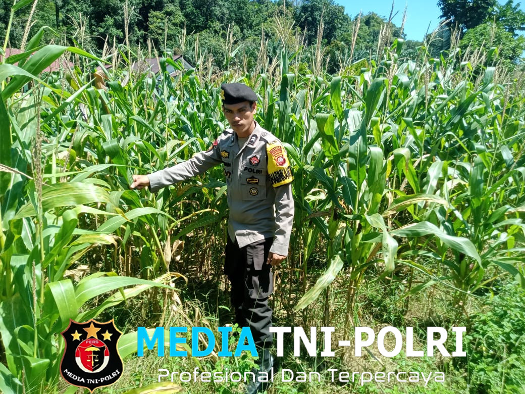 Bhabinkamtibmas Polsek Sebangki Turun Langsung Cek Lahan Jagung di Hari Libur
