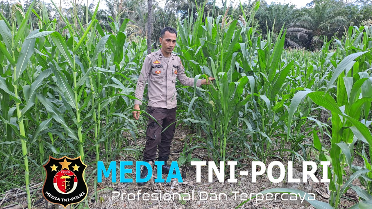 Pamatwil Ngabang – Jelimpo Lakukan Pengecekan Tumbuh Kembang Tanaman Jagung