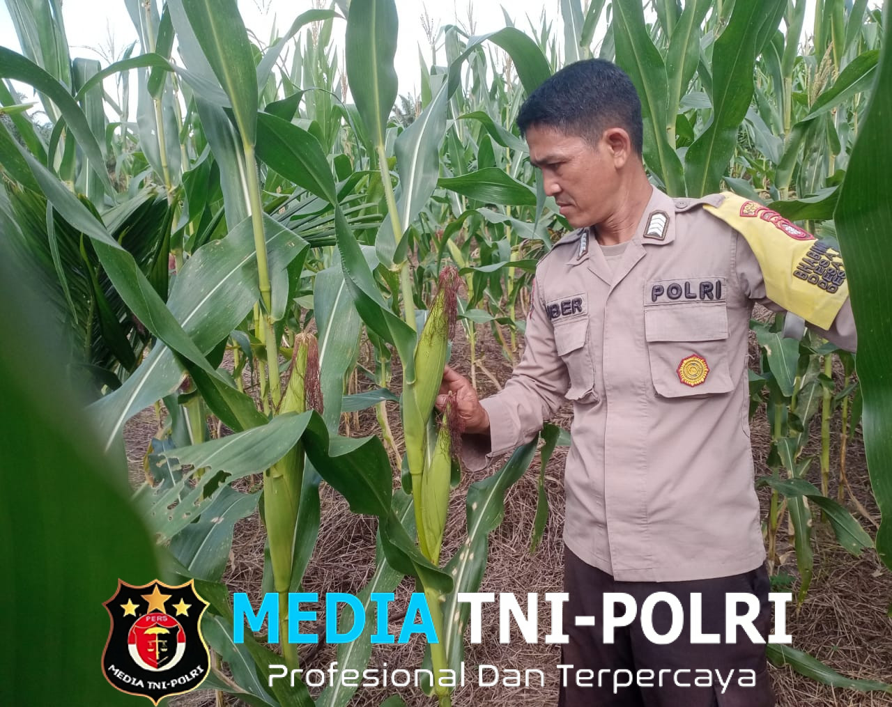 Bhabinkamtibmas Mandor dan Petani Lokal Pantau Pertumbuhan Jagung di Sekilap