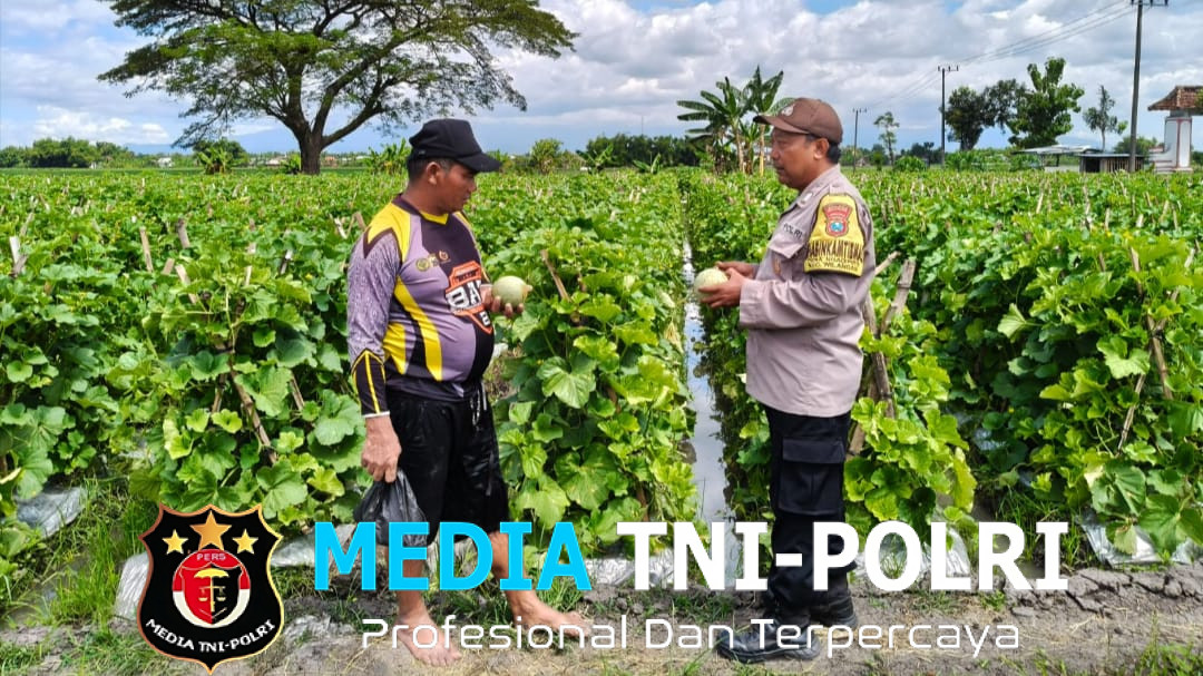 Pemantauan Tanaman Melon, Polres Nganjuk Dukung Ketahanan Pangan di Wilangan