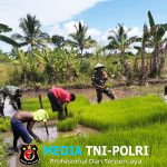 Semangat Babinsa Kimaam, Bantu Petani Wujudkan Swasembada Pangan