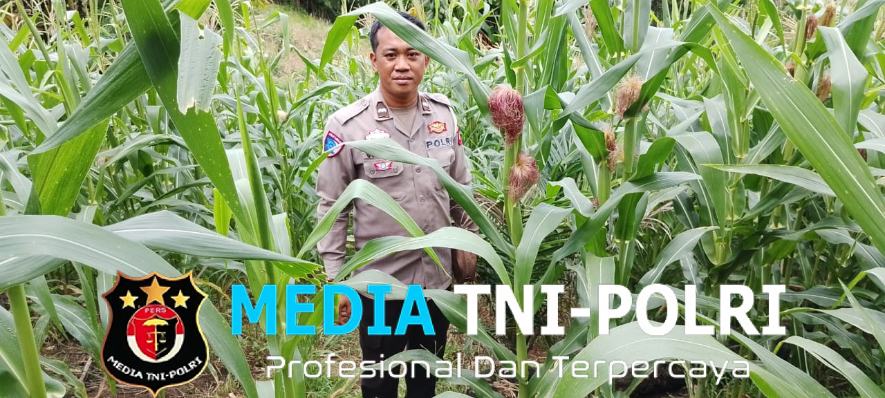 Ciptakan Kemandirian Pangan , Polsek Mempawah Hulu Aktif Cek Progres Penanaman Jagung
