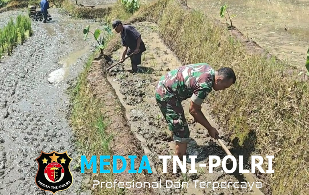 Babinsa Desa Olakalen Dan Petani Bersinergi, Kejar Musim Tanam Padi Dua Kali Setahun di Wilayah Selorejo