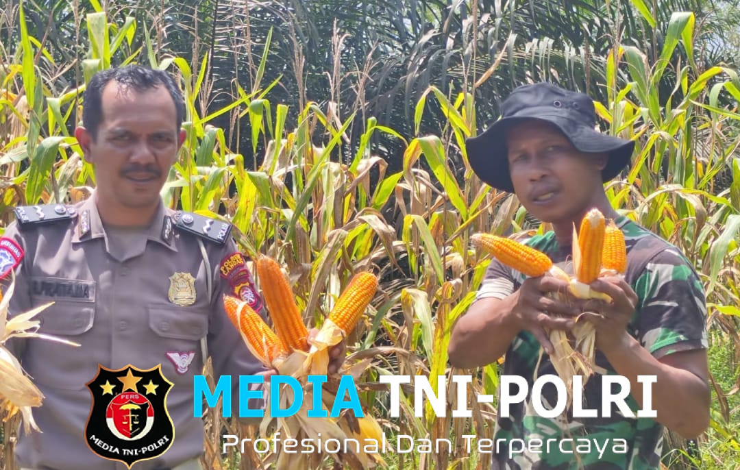 Kapolsek Mandor Apresiasi Panen Perdana Jagung di Mandor Dorong Semangat Ketahanan Pangan