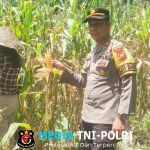 Kapolsek Mandor dan Bintara penggerak serta KWT DAHLIA Panen Perdana Jagung Hibrida di Desa Kayu Tanam