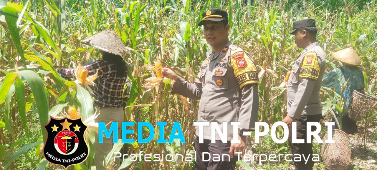 Kapolsek Mandor dan Bintara penggerak serta KWT DAHLIA Panen Perdana Jagung Hibrida di Desa Kayu Tanam