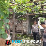Polsek Patianrowo Dukung Ketahanan Pangan, Pantau Kebun Anggur Warga