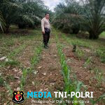 Bhabinkamtibmas dan Poktan LELAMOK RAYA Cek Pertumbuhan Jagung di Desa Agak