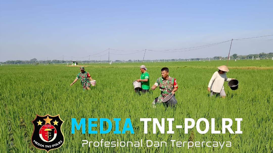 Babinsa Bantu Pemupukan, Dorong Hasil Panen Melimpah