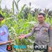 Bintara Pengerak Ketahanan Pangan  Cek Kondisi Jagung Ke Desa Ansang