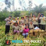 Bintara Penggerak Desa Angan Tembawang Menghadiri Kegiatan Panen Jagung Bersama KWT Anggrek Putih